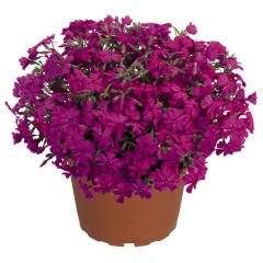 Floks szydlasty 'Spring Hot Pink'